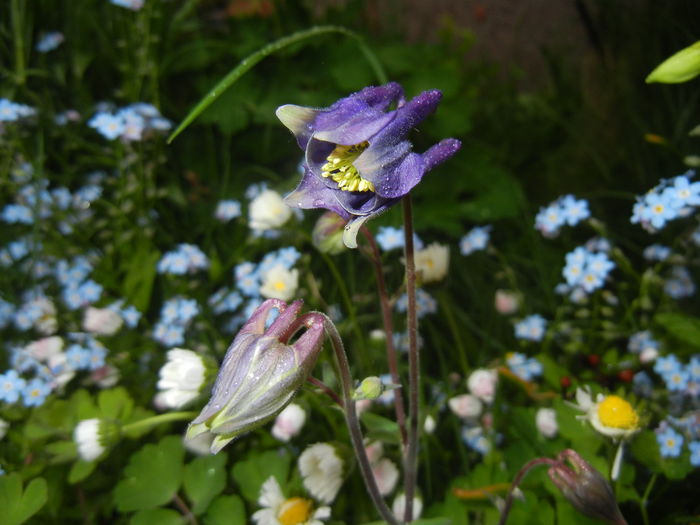 Aquilegia Blue (2015, April 29)