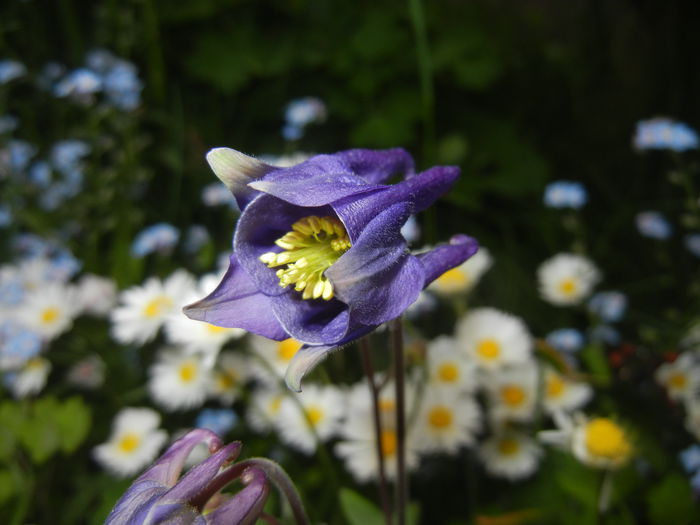 Aquilegia Blue (2015, April 30)