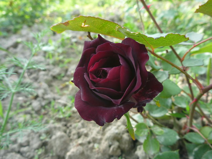P1290347 - Colectie trandafiri