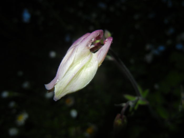 Aquilegia White (2015, April 27) - Aquilegia White