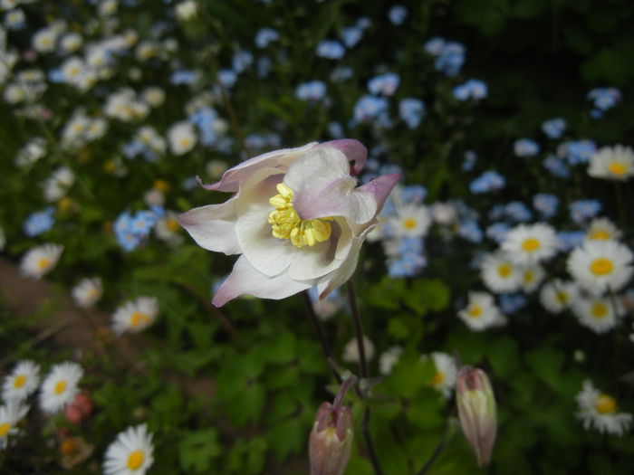 Aquilegia White (2015, April 30) - Aquilegia White