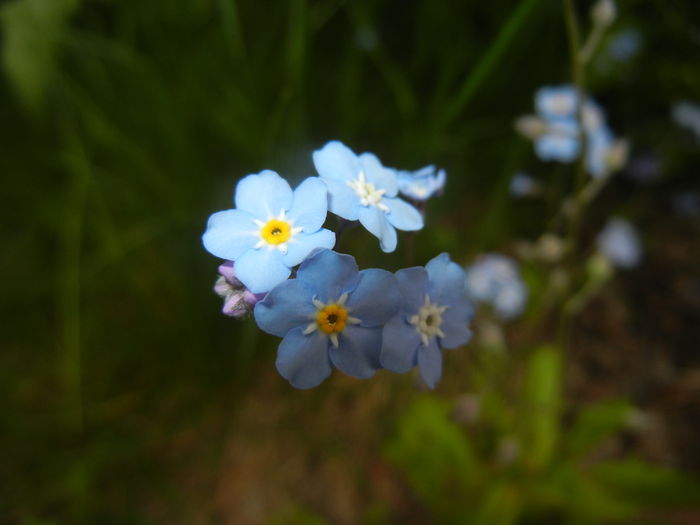 Myosotis alpestris (2015, April 30) - MYOSOTIS Alpestris