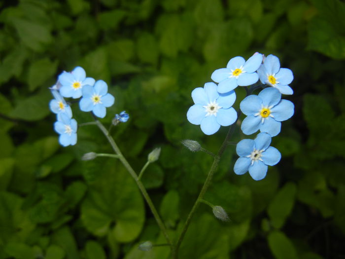 Myosotis alpestris (2015, April 30) - MYOSOTIS Alpestris