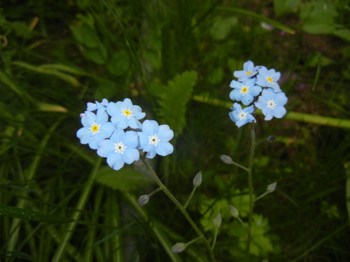 Myosotis alpestris (2015, April 30) Myosotis alpestris (2015, April 30)