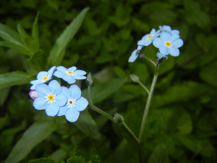 Myosotis alpestris (2015, April 30) - MYOSOTIS Alpestris