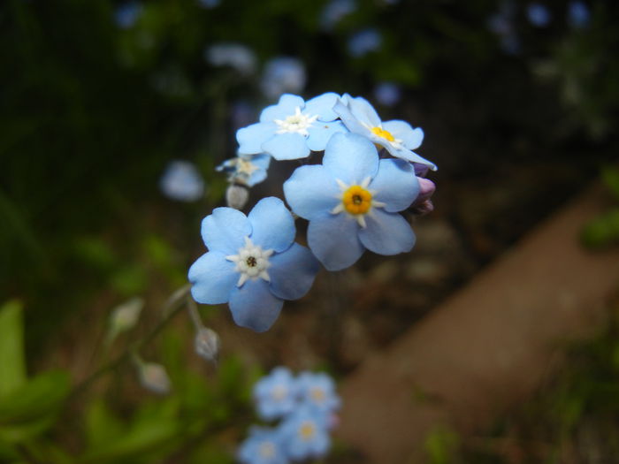 Myosotis alpestris (2015, April 30) Myosotis alpestris (2015, April 30)