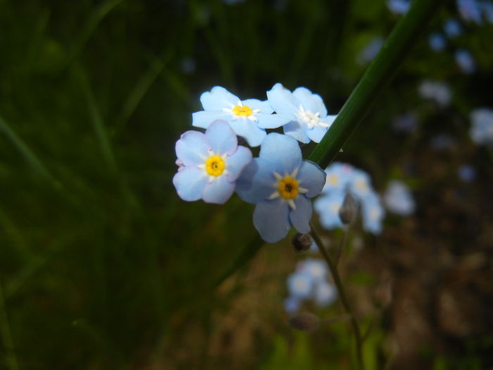Myosotis alpestris (2015, April 30) Myosotis alpestris (2015, April 30)