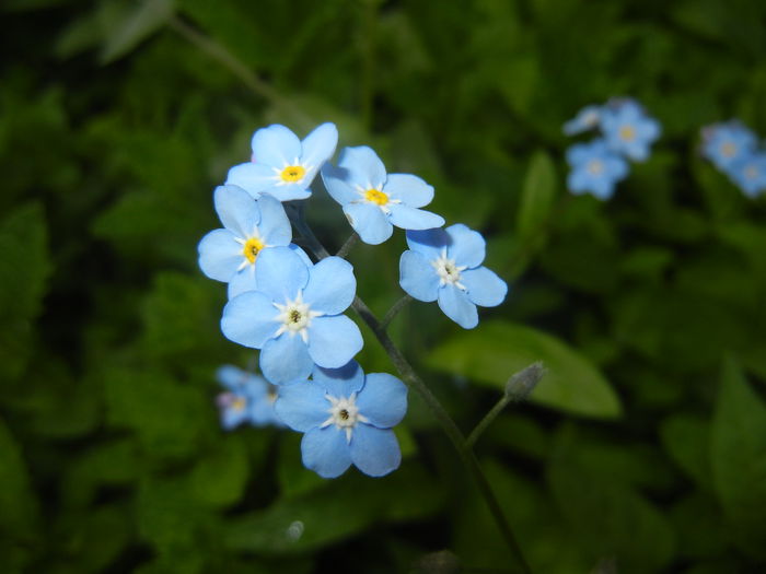 Myosotis alpestris (2015, April 30) - MYOSOTIS Alpestris