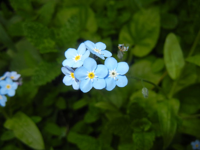 Myosotis alpestris (2015, April 30) - MYOSOTIS Alpestris