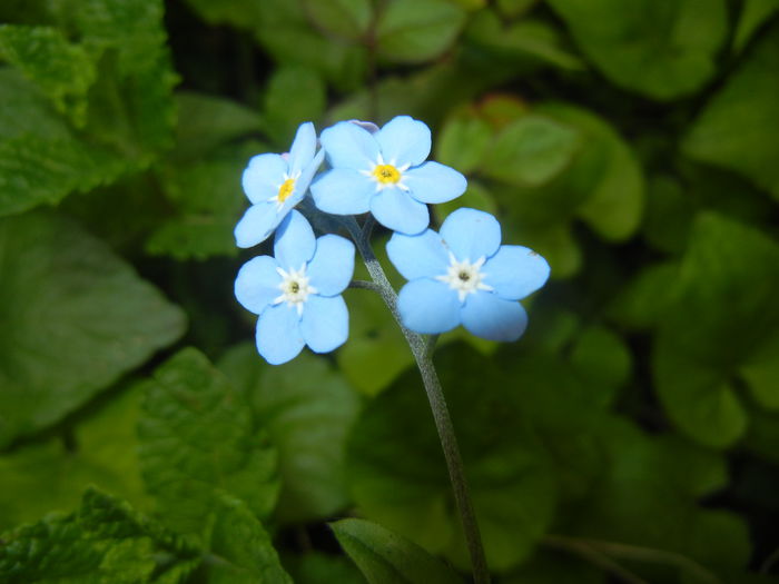 Myosotis alpestris (2015, April 30) Myosotis alpestris (2015, April 30)