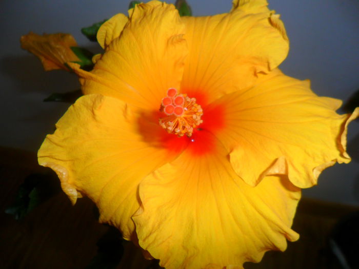 SAM_5229 - hibiscusi 2015-2