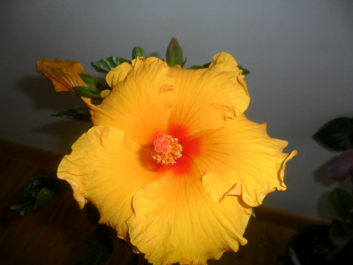 SAM_5230 - hibiscusi 2015-2