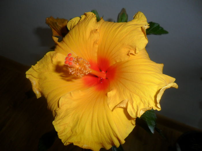 SAM_5233 - hibiscusi 2015-2