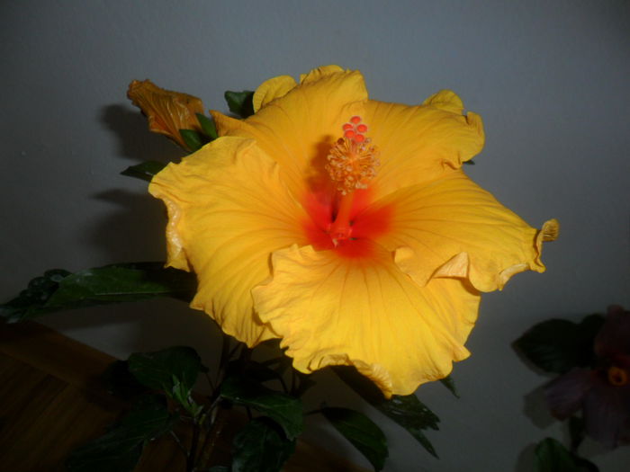 SAM_5234 - hibiscusi 2015-2