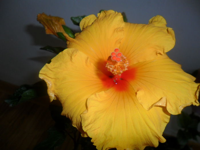 SAM_5235 - hibiscusi 2015-2