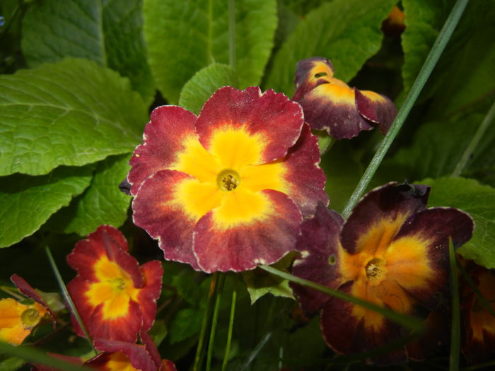 Primula polyanthus Red (2015, April 30) Primula polyanthus Red (2015, April 30)