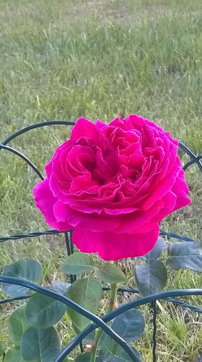 rosa macbeth - trandafiri 2015
