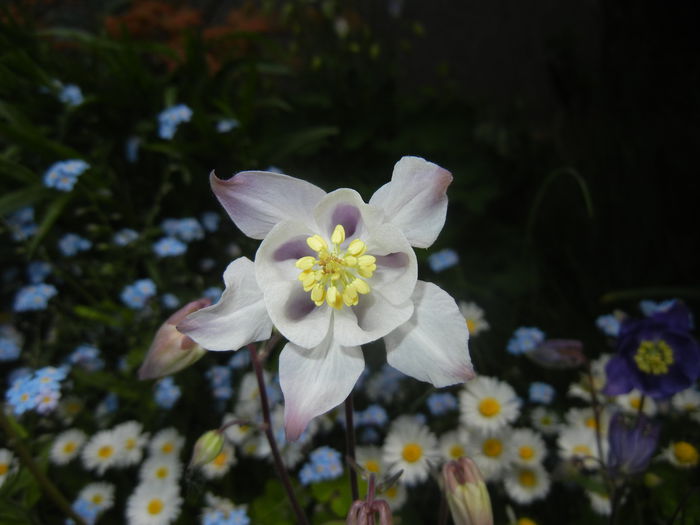 Aquilegia White (2015, May 01) - Aquilegia White