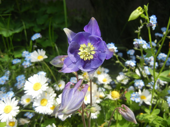 Aquilegia Blue (2015, May 01)