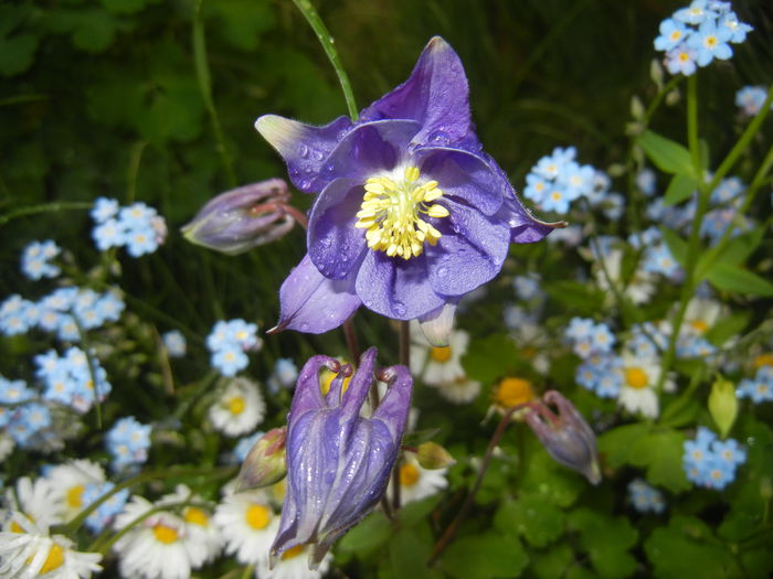 Aquilegia Blue (2015, May 01)