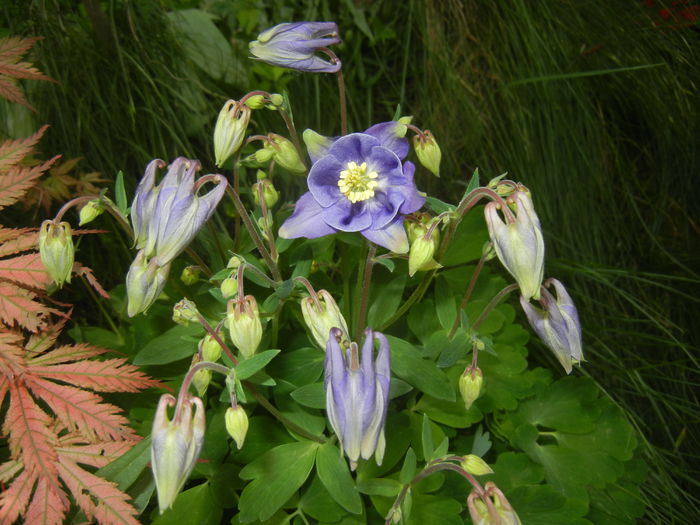 Aquilegia Blue (2015, May 01)