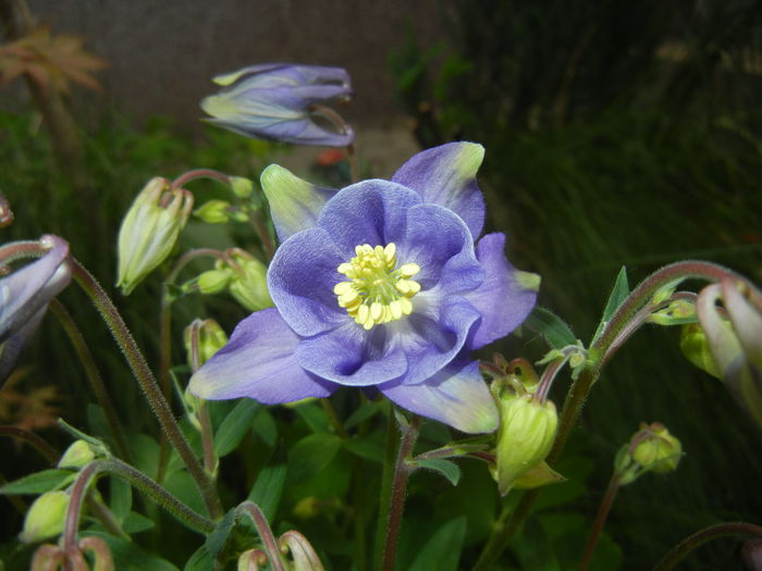 Aquilegia Blue (2015, May 01)