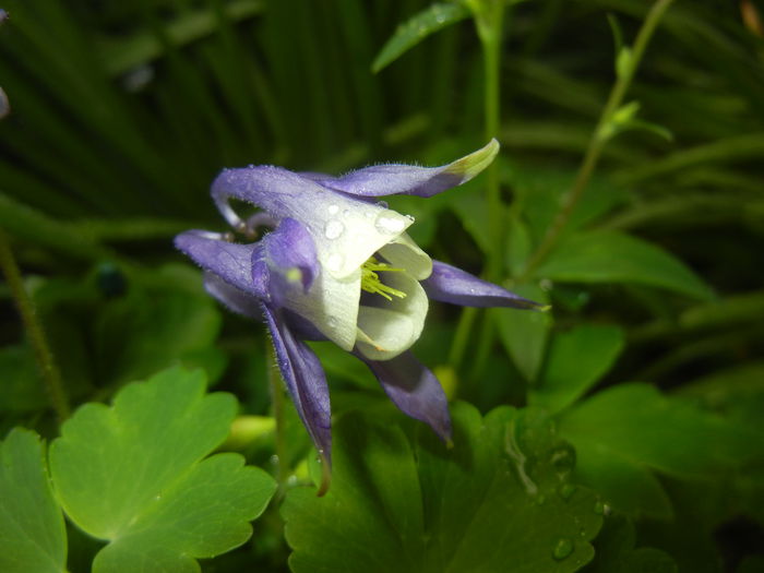 Aq. Winky Blue & White (2015, May 02) - Aquilegia Winky Blue White