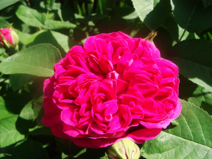 Rose de Rescht 2015-05-21 - ROSE de rescht