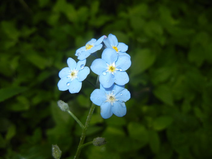 Myosotis alpestris (2015, May 02) Myosotis alpestris (2015, May 02)