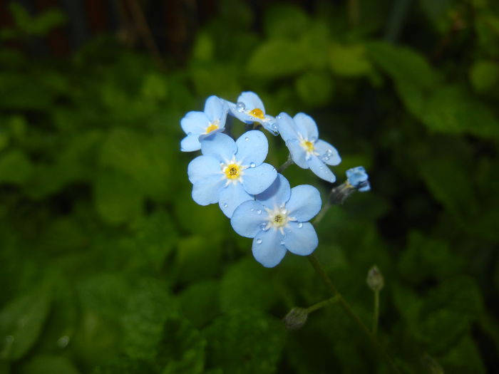 Myosotis alpestris (2015, May 02) Myosotis alpestris (2015, May 02)