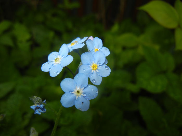 Myosotis alpestris (2015, May 02) Myosotis alpestris (2015, May 02)