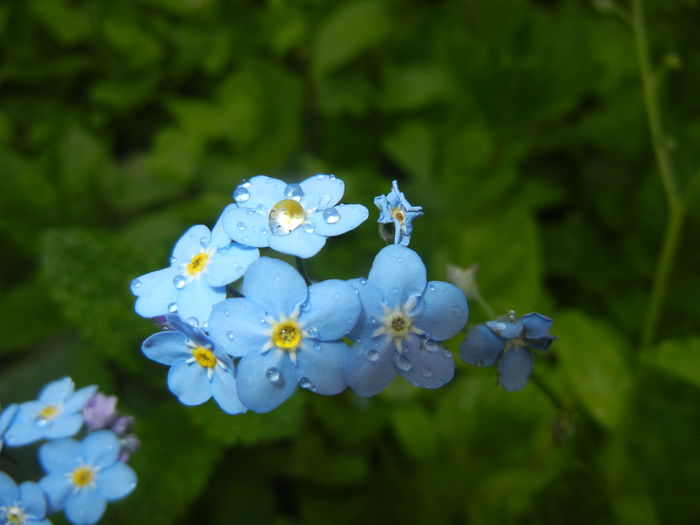 Myosotis alpestris (2015, May 02) Myosotis alpestris (2015, May 02)