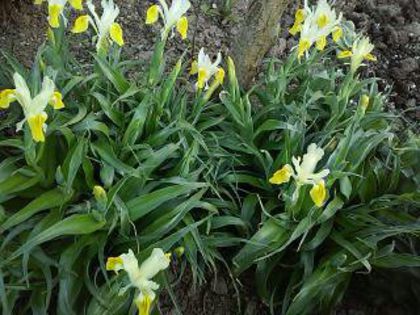 iris bucharica - Irisi pitici 2015