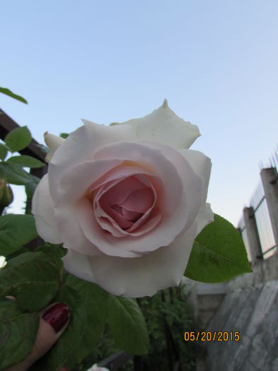 IMG_0786 - Trandafiri 2015