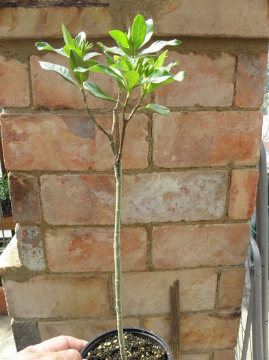 pui altoit de 1 an - Gardenia - Dwarf altoita