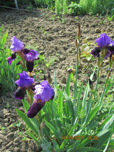 iris mov bicolor,tufa matura 15lei - aaa_plantute_de_vanzare