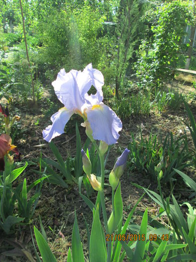 iris bleo,tufa matura 15lei - aaa_plantute_de_vanzare