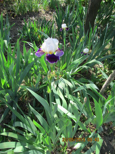 iris bicolor,tufa matura 15lei - aaa_plantute_de_vanzare