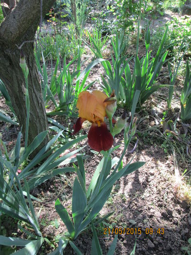 iris bicolor tufa matura 15lei - aaa_plantute_de_vanzare