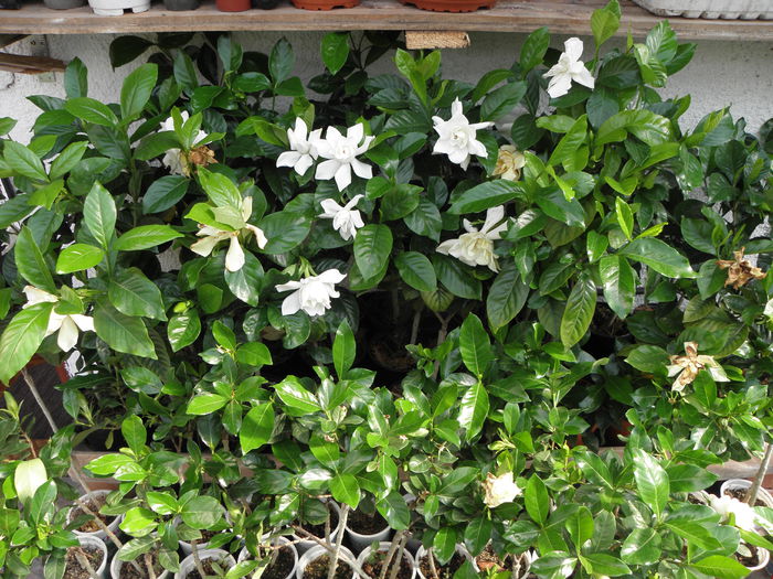 P5190017 - Gardenia - Jasminoidis floare mare altoita