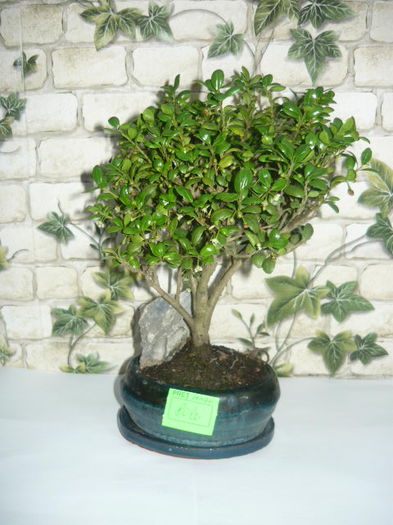 bonsai ceai 80ron - bonsai de vanzare promotie de vara