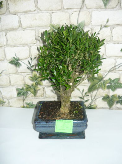 bonsai 80ron - bonsai de vanzare promotie de vara