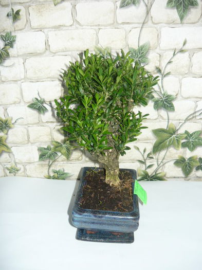 bonsai 80ron - bonsai de vanzare promotie de vara