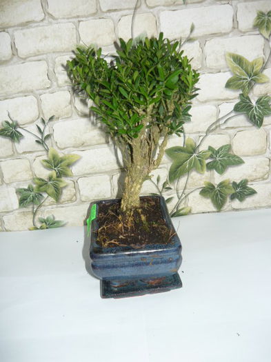 bonsai 80ron - bonsai de vanzare promotie de vara