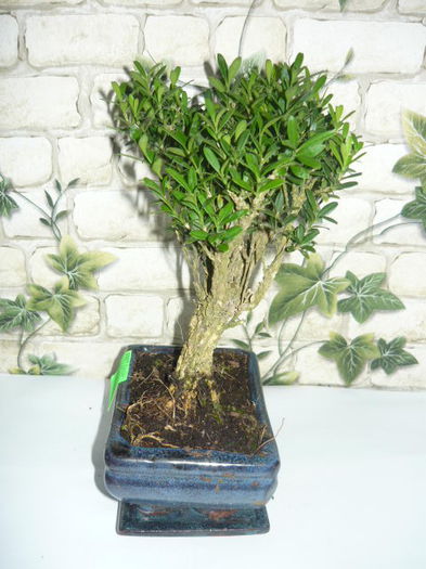 bonsai 80ron - bonsai de vanzare promotie de vara