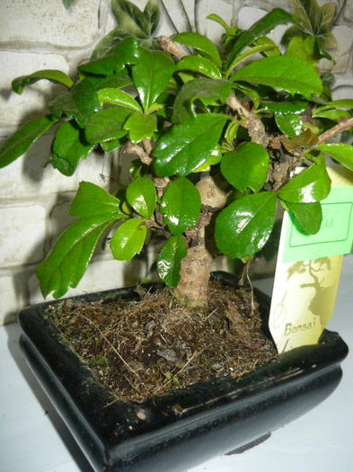 carmona bonsai 38ron - bonsai de vanzare promotie de vara