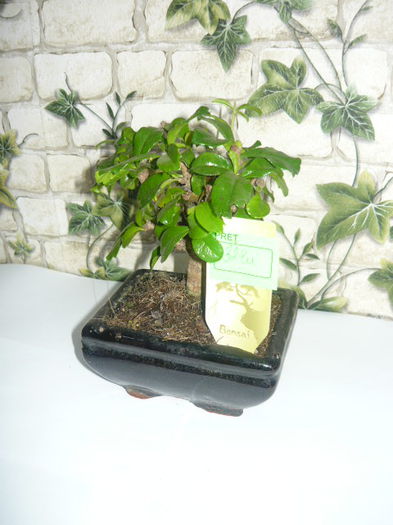 bonsai carmona 38ron