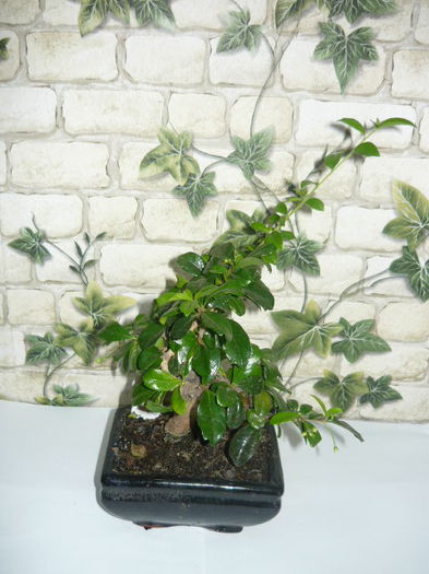 bonsai carmona 35lei - bonsai de vanzare promotie de vara