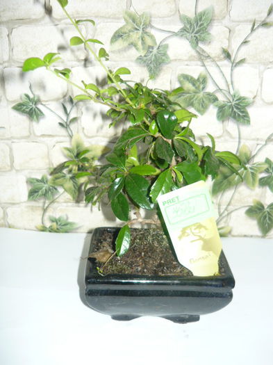 bonsai carmona -vandut