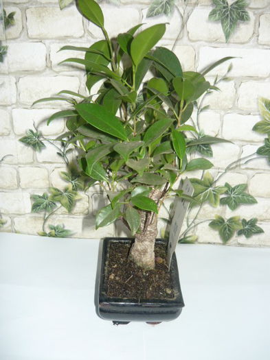 bonsai benjamina-45ron - bonsai de vanzare promotie de vara